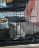 Photo №1. british shorthair - for sale in the city of Munich | 269$ | Announcement № 108914