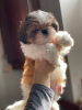 Photo №1. shih tzu - for sale in the city of Kiev | 715$ | Announcement № 9901