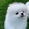 Photo №4. I will sell pomeranian in the city of Франкфурт-на-Майне. private announcement - price - 280$