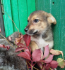 Photo №1. non-pedigree dogs - for sale in the city of Москва | Is free | Announcement № 117584