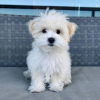 Photo №3. Beautiful Maltese puppy. Germany