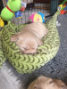 Additional photos: Golden Retriever Puppies for Sale
