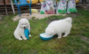 Photo №1. samoyed dog - for sale in the city of Landskrona | negotiated | Announcement № 55330