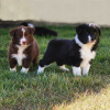 Photo №1. border collie - for sale in the city of Paris | negotiated | Announcement № 120013