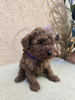 Additional photos: TOY Red Poodles - Puppies for sale