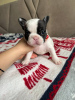 Photo №4. I will sell french bulldog in the city of Kiev. private announcement - price - negotiated