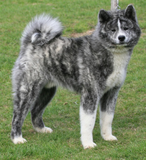 Photo №2 to announcement № 790 about purchase of akita - buy in Germany from nursery, breeder