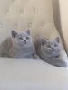 Photo №2 to announcement № 108595 for the sale of british shorthair - buy in Germany private announcement, from nursery, from the shelter, breeder