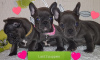 Photo №1. french bulldog - for sale in the city of Munich | 581$ | Announcement № 122767