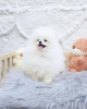 Photo №1. pomeranian - for sale in the city of Leipzig | 317$ | Announcement № 99561