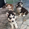 Photo №1. siberian husky - for sale in the city of Berlin | Is free | Announcement № 90408