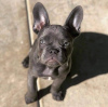 Photo №2 to announcement № 68769 for the sale of french bulldog - buy in Poland private announcement