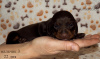 Additional photos: We offer club puppies smooth-haired dachshund with documents (UCI).