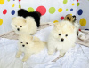 Photo №3. pomeranian. United States