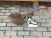 Photo №4. I will sell non-pedigree dogs in the city of Domodedovo. private announcement - price - Is free