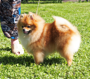 Photo №2 to announcement № 2599 for the sale of pomeranian - buy in Russian Federation from nursery, breeder