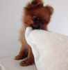 Photo №1. pomeranian - for sale in the city of Münster | negotiated | Announcement № 32157