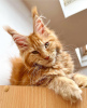Photo №4. I will sell maine coon in the city of Berlin. breeder - price - 528$