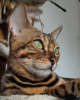 Additional photos: Bengal kittens for sale