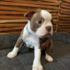 Photo №3. Gorgeous Boston terrier for sale. Germany