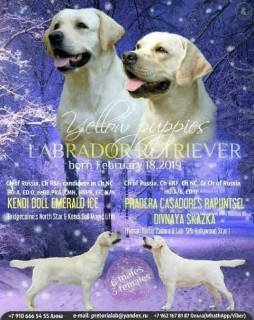 Photo №2 to announcement № 1962 for the sale of labrador retriever - buy in Russian Federation from nursery