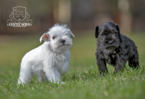 Photo №1. schnauzer - for sale in the city of Moscow | Negotiated | Announcement № 3309