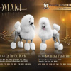 Photo №1. poodle (royal) - for sale in the city of Belgrade | negotiated | Announcement № 116919