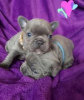 Photo №1. french bulldog - for sale in the city of Joensuu | negotiated | Announcement № 55335