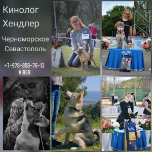 Photo №1. Service of the dog handler in the city of Sevastopol. Price - 6$. Announcement № 4850