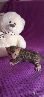 Additional photos: Bengal kittens