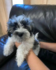 Photo №1. havanese dog - for sale in the city of Vadaktai | 317$ | Announcement № 75809