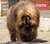 Photo №1. tibetan mastiff - for sale in the city of Москва | 1562$ | Announcement № 35880