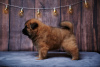 Photo №2 to announcement № 62442 for the sale of eurasier - buy in Russian Federation from nursery