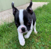 Photo №1. boston terrier - for sale in the city of Svedala | 1187$ | Announcement № 11130