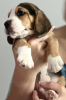 Photo №2 to announcement № 111702 for the sale of beagle - buy in United Arab Emirates breeder