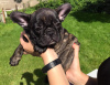 Photo №4. I will sell french bulldog in the city of Brzeg. breeder - price - 2366$