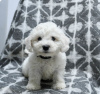 Photo №1. bichon frise - for sale in the city of Никосия | 634$ | Announcement № 103922