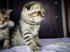 Photo №2 to announcement № 10810 for the sale of scottish fold - buy in Belarus 