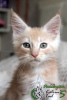 Photo №1. maine coon - for sale in the city of St. Petersburg | 521$ | Announcement № 43448