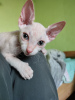 Additional photos: Don Sphynx kittens