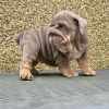 Photo №2 to announcement № 125096 for the sale of english bulldog - buy in Germany private announcement