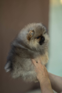 Photo №3. Pomeranian girl. Russian Federation