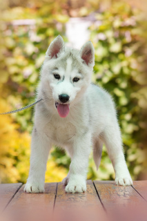Photo №2 to announcement № 2597 for the sale of siberian husky - buy in Russian Federation from nursery