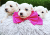 Photo №2 to announcement № 9887 for the sale of maltese dog - buy in Denmark 