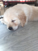 Photo №4. I will sell golden retriever in the city of Моздок. private announcement, breeder - price - 475$