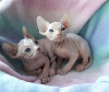 Photo №2 to announcement № 9558 for the sale of sphynx-katze - buy in Australia from nursery, from the shelter