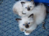 Photo №1. birman - for sale in the city of Brussels | negotiated | Announcement № 118455