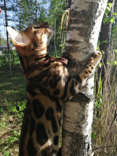 Photo №4. I will sell bengal cat in the city of Miass. private announcement, from nursery, breeder - price - 472$