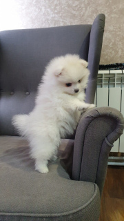 Additional photos: Spitz Puppies