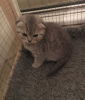 Photo №2 to announcement № 82108 for the sale of scottish fold - buy in Germany private announcement